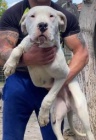 Dogo Argentino �t��ata