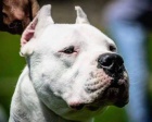 Dogo Argentino �t��ata