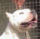 Dogo Argentino �t��ata