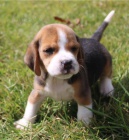 �t��ata beagle jsou k dispozici,