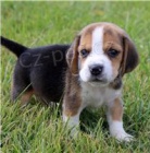 B�gl �t��ata k dispozici