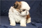�t��ata shih tzu k adopci