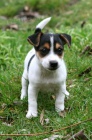 Jack Russell �t��ata
