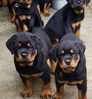 �t��ata rotvajler�.