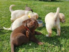  �t��ata Labrador Retriever k prodeji
