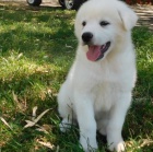 K dispozici jsou �t��ata b�l� Akita Inu 