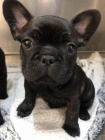 kr�sn� francouzsk� buldok �t�n� k dispozici k adopci