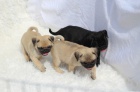 kr�sn� a zdrav� �t��ata mops� na prodej