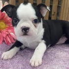 soci�ln� tr�novan� �ern� a b�l� �t��ata bostonsk�ho teri�ra na prodej