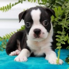 velkolep� mu� a �ena �t��ata bostonsk�ho teri�ra na prodej,