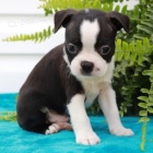 velkolep� mu� a �ena �t��ata bostonsk�ho teri�ra na prodej,