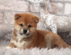 shiba inu dt tata na prodej.