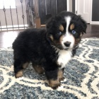 velkolep� �t��ata australsk�ho ov��ka na prodej