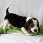 Kr�sn� a n�dhern� �t��ata b�gl� k prodeji.