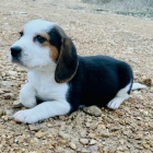 Kr�sn� a n�dhern� �t��ata b�gl� k prodeji.