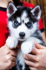 sibi�sk� husky