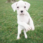 b�l� o�kovan� kr�sn� n�meck� �t��ata boxera na prodej