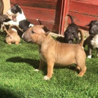 na prodej o�kovan�, zdrav� a od�erven� �t��ata anglick�ho bulteri�ra.