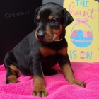 Nao�kov�na a od�ervena �t��ata dobermana na prodej.