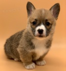 Pembroke Welsh Corgi FENA A PESA bez PP �t���tek na prodej.