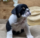 na prodej o�kovan� a od�erven� �t��ata anglick�ho buldoka