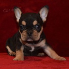 N�dhern� �t��ata francouzsk�ho buldo�ka na prodej.