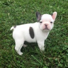 b�l� francouzsk� buldo�ek �t��ata na prodej.