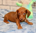 Jezev��ci �t��ata samc� a samic na prodej