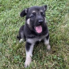 na prodej o�kovan� a od�erven� �t��ata n�meck�ch ov��k�