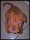 samice a samci o�kovan� a od�erven� dogue de bordeaux �t��ata na prodej