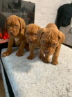 �t��ata dogue de bordeaux na prodej