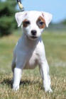 z�skejte ��asn� a zdrav� �t��ata jack russell na prodej.