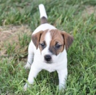 Jack Russell �t��ata na prodej.