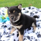 Rozko�n� �t��ata shiba inu na prodej