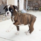 n�meck� boxer �t��ata na prodej