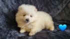 N�dhern� vrh Pomeranians s PP~ Fene�ka 
