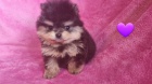N�dhern� vrh Pomeranians s PP~ Fene�ka 