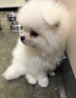 pomerania  �t��ata