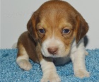beagle �t��ata jsou k dispozici,  