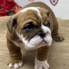 Kr�sn� a O�KOVAN� a od�erven� �t��ata anglick�ho buldoka na prodej