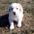 na prodej od�erven� a o�kovan� �t��ata border kolie