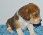 kr�sn� beagle k adopci