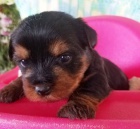 mini Jork��rsk� teri�r �t��ata na prodej.