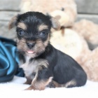 Jork��rsk� teri�r �t��ata na prodej.