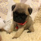 Mops �t��ata na prodej