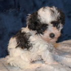 �t��ata trpasli��ch pudl� na prodej.