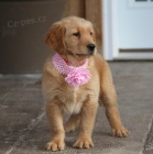 od�erven� a o�kovan� �t��ata zlat�ho retr�vra na prodej.