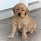 od�erven� a o�kovan� �t��ata zlat�ho retr�vra na prodej.