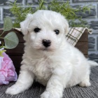 �t��ata bichon frize.