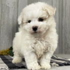 �t��ata bichon frize.